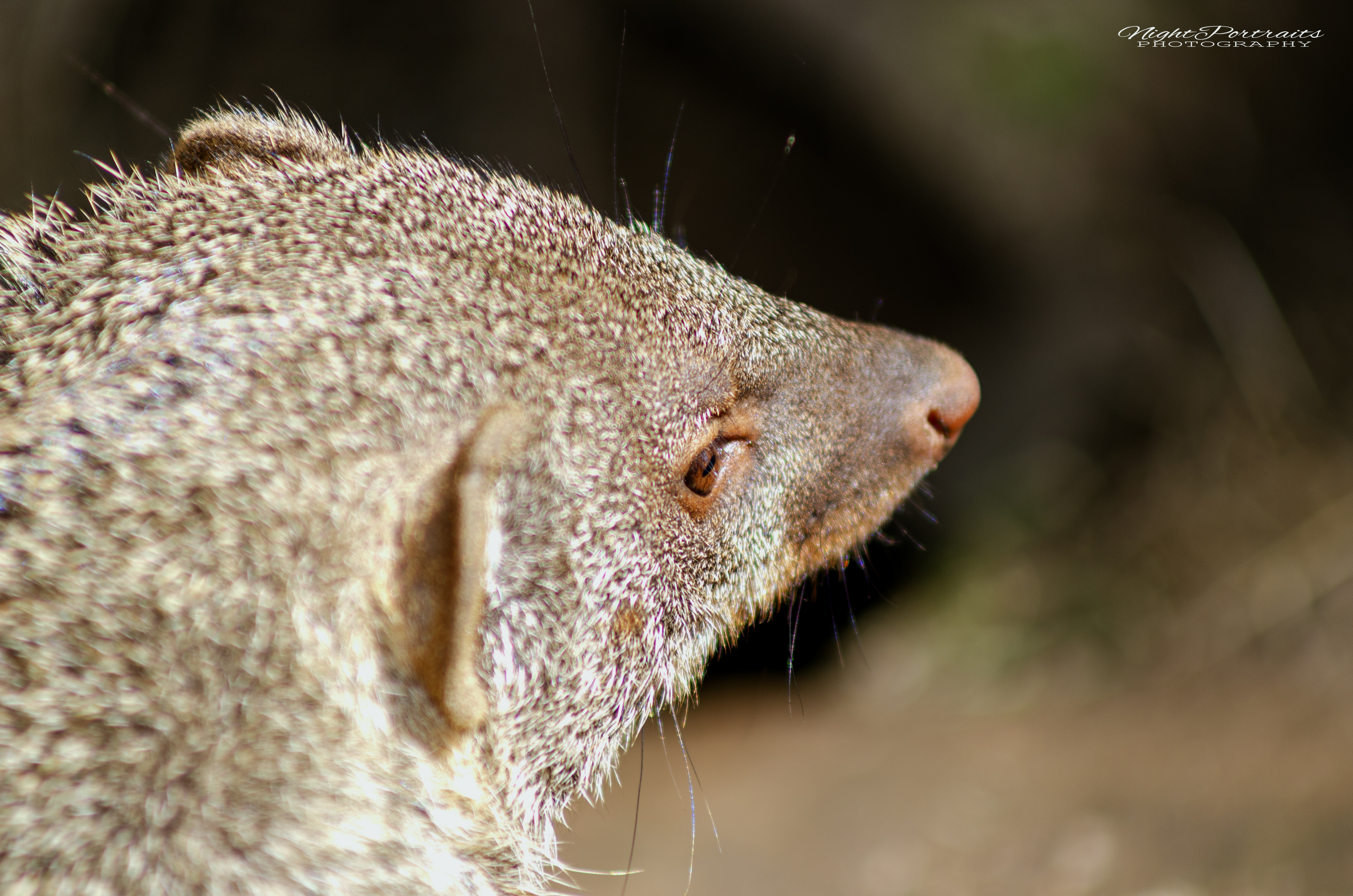 DSC_5311.jpg