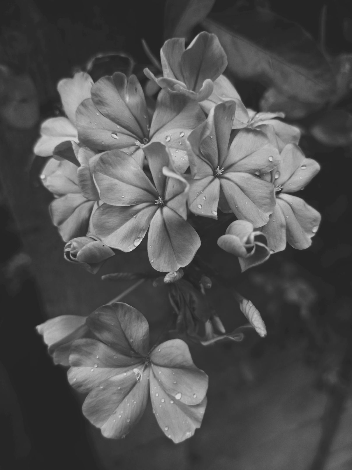 IMG_B_W_2021051048.jpg