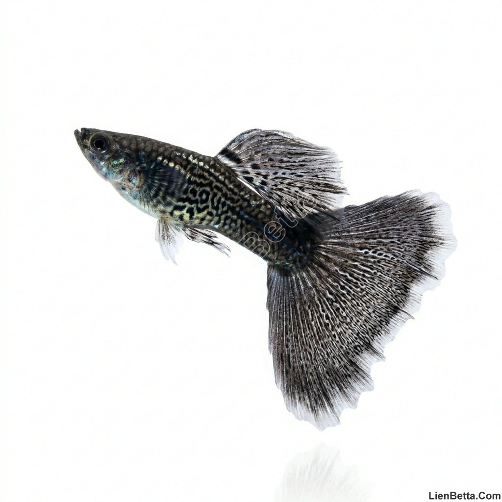 black-lace-guppy-fish-for-sale.jpg