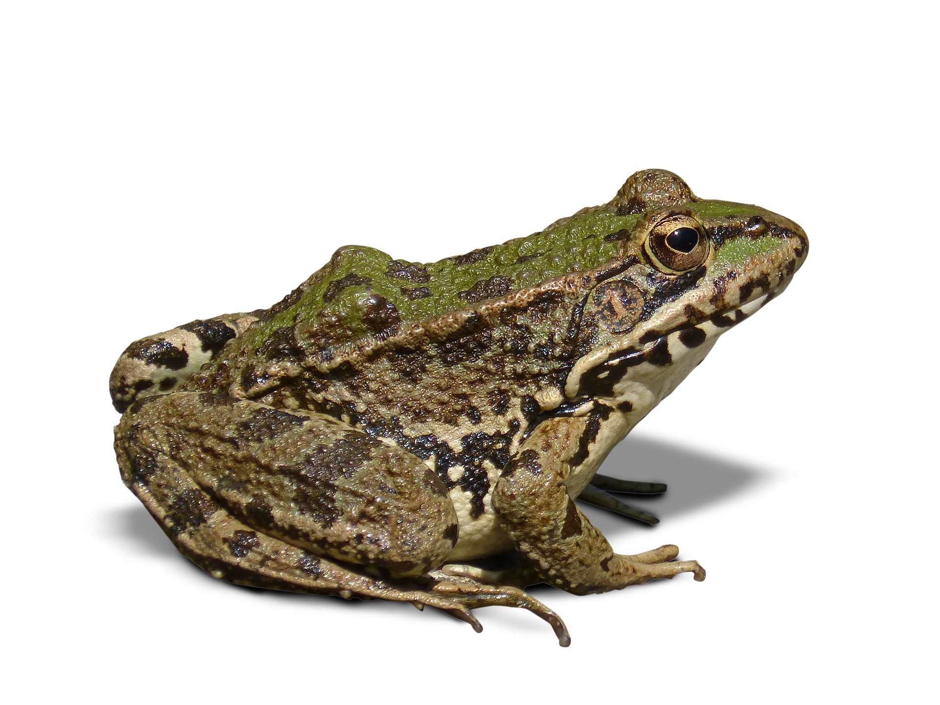 frog-1445824_1920.png