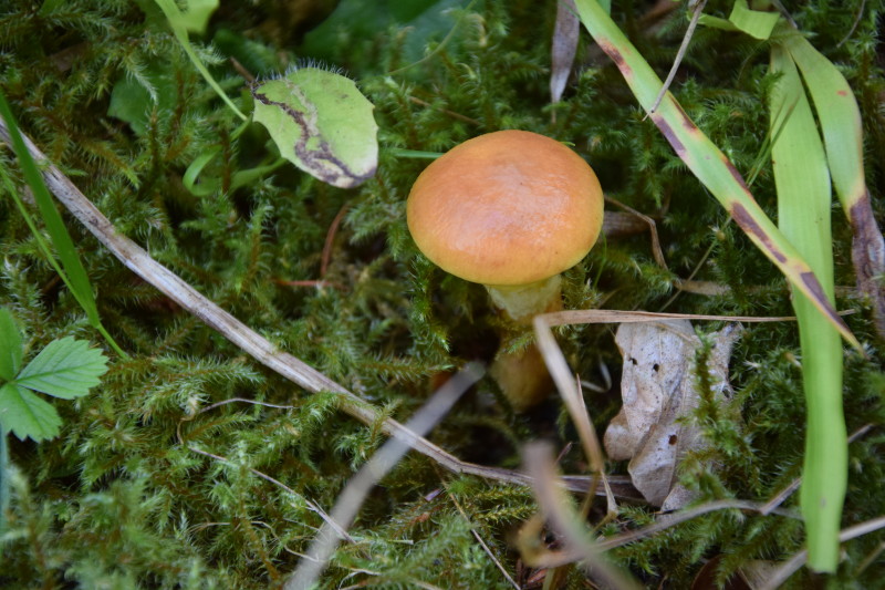 DSC_0003_800.JPG