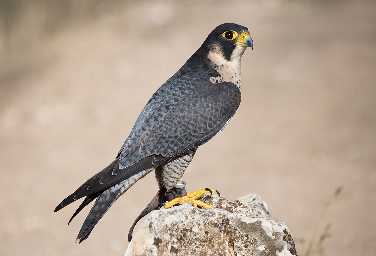 1280px-Falco_peregrinus_-_01.jpg