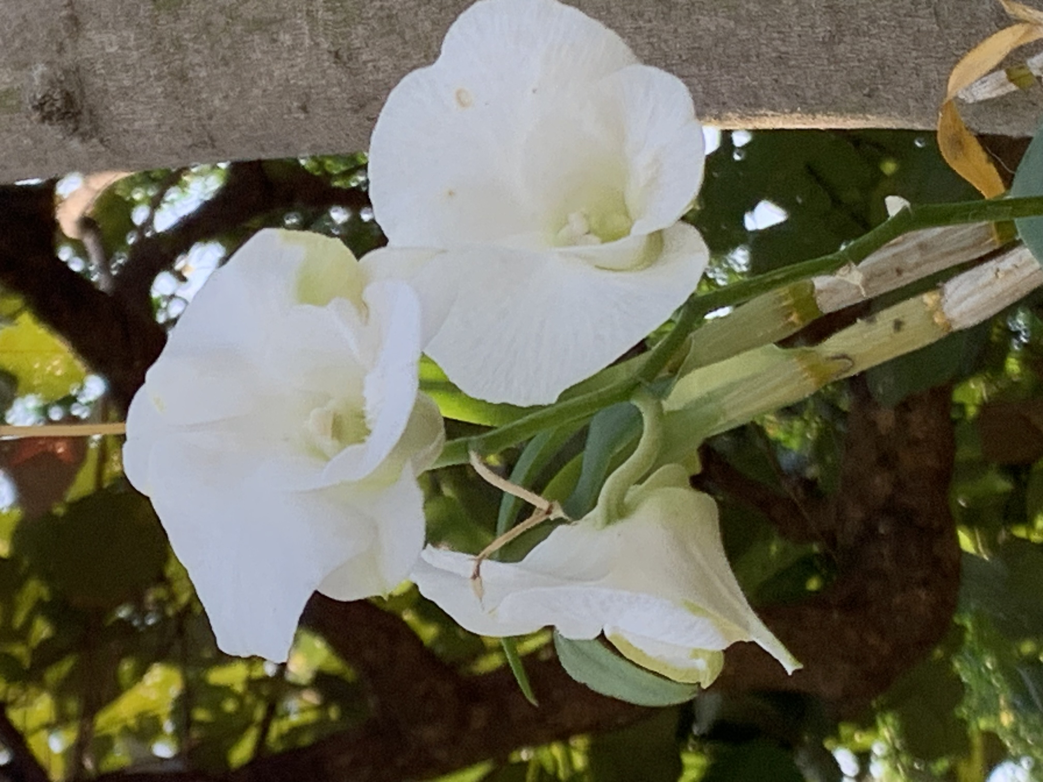 Queen Sirikit Park511.jpg