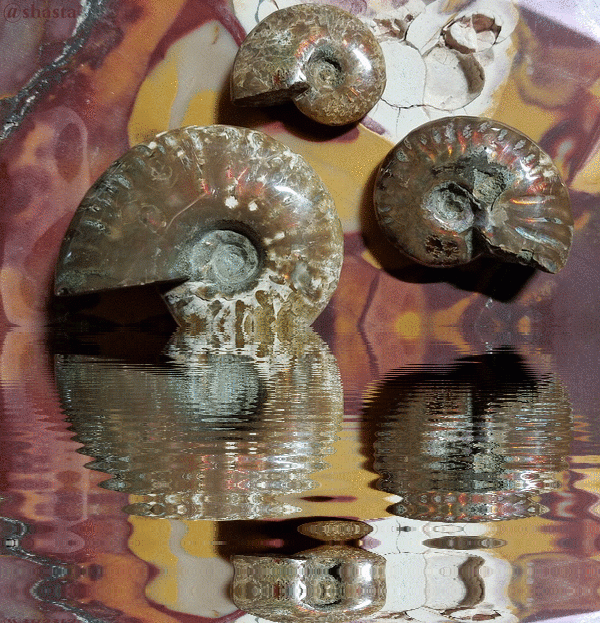 shasta2019jan4th47ammonitefossil17io.gif