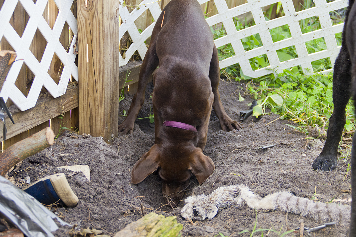 Big_dig_2 (2018_06_24 03_13_06 UTC).jpg