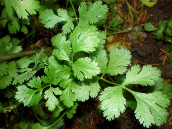 img_cuales_son_las_propiedades_medicinales_del_cilantro_15600_600.jpg