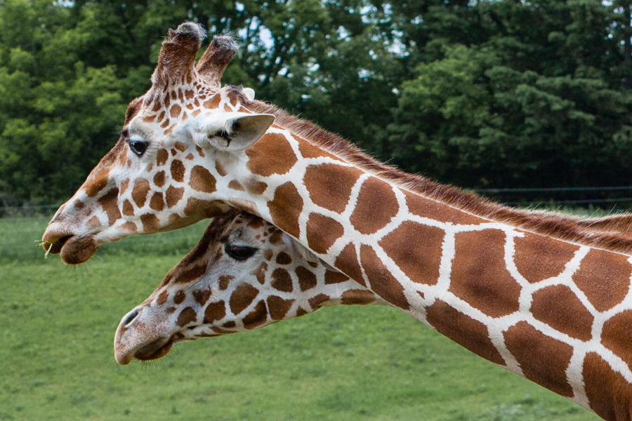 Two Giraffes.jpg