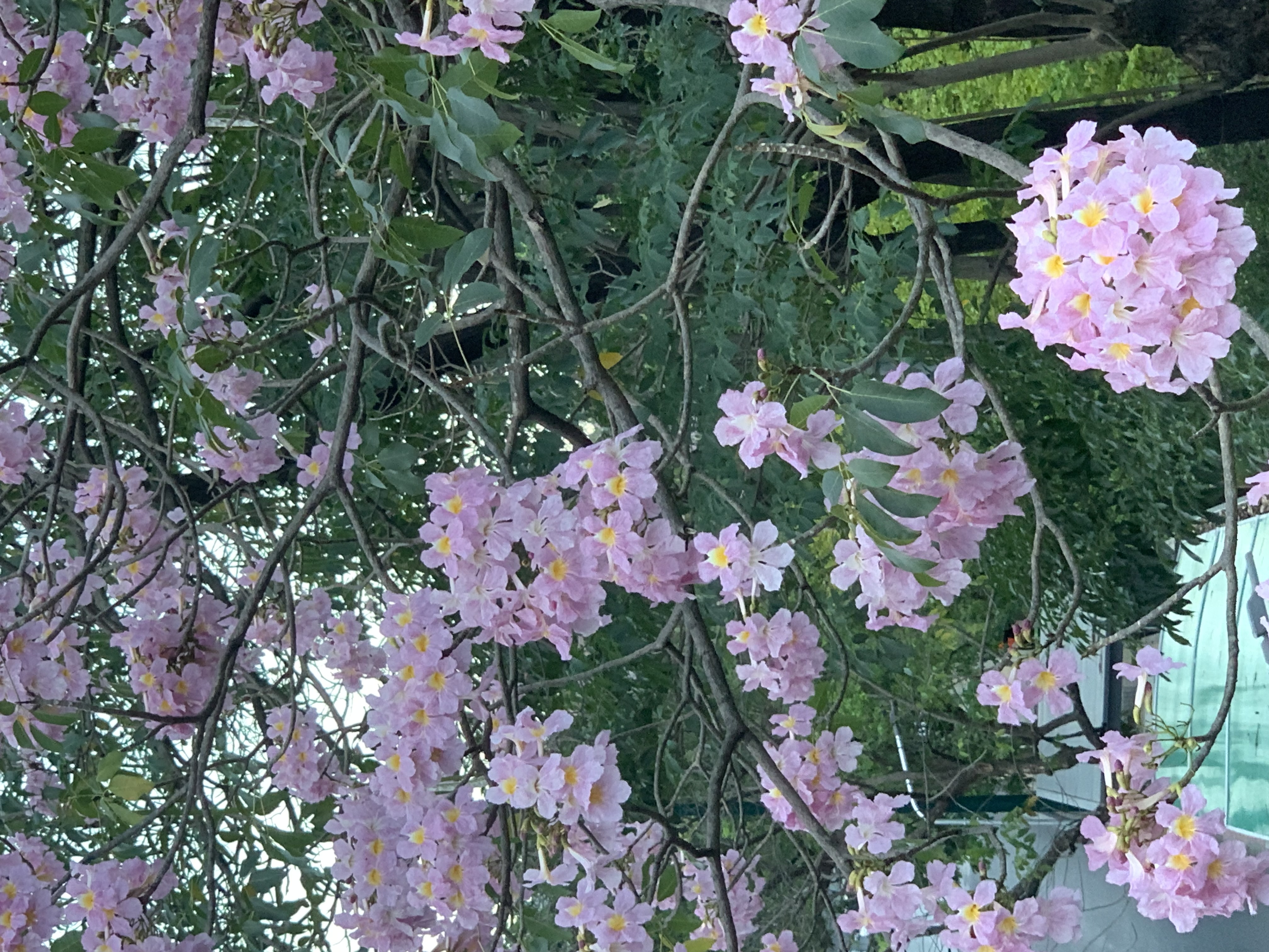 Chatuchak Park203.jpg