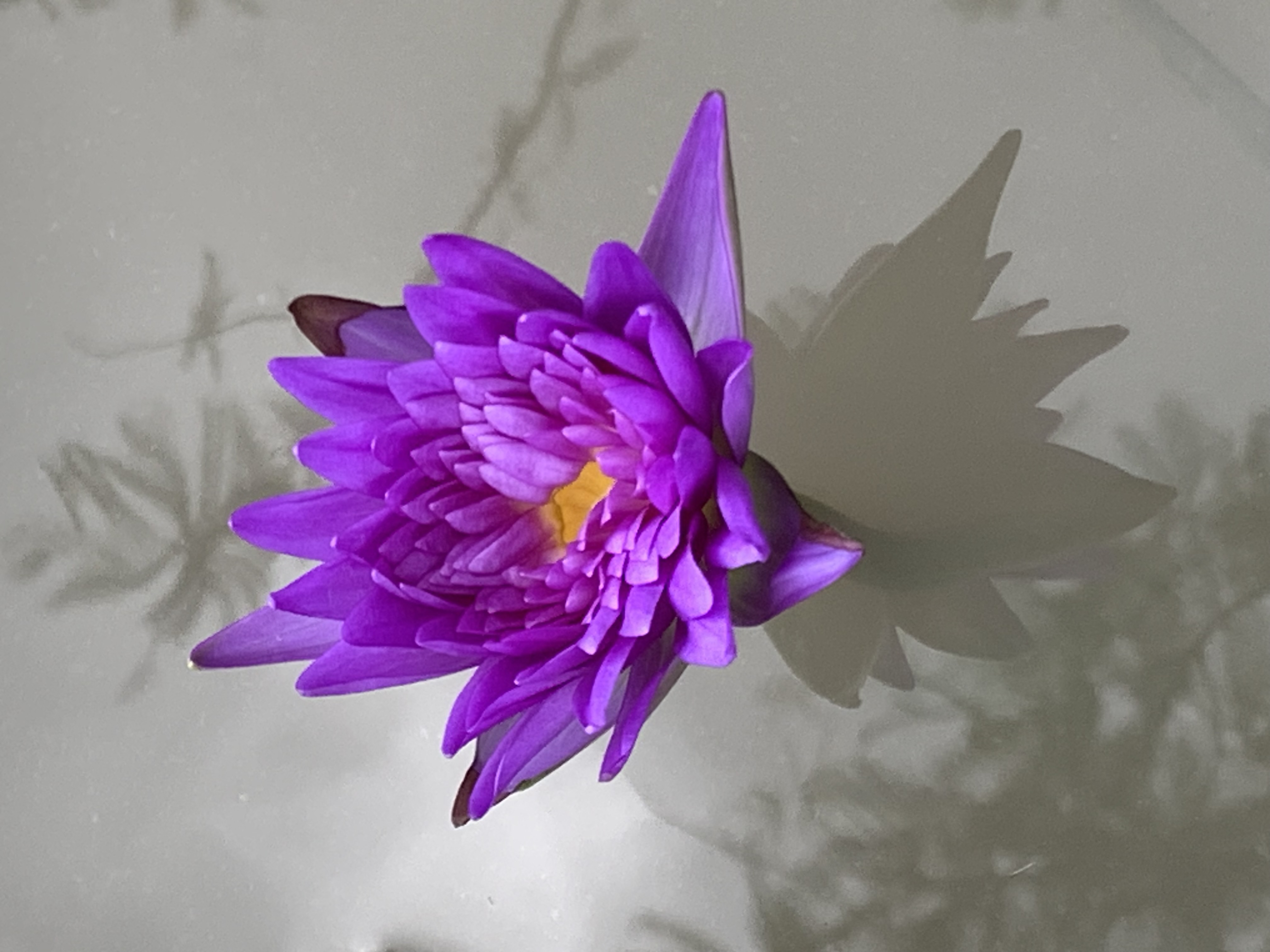 lotus_flowers6.jpg