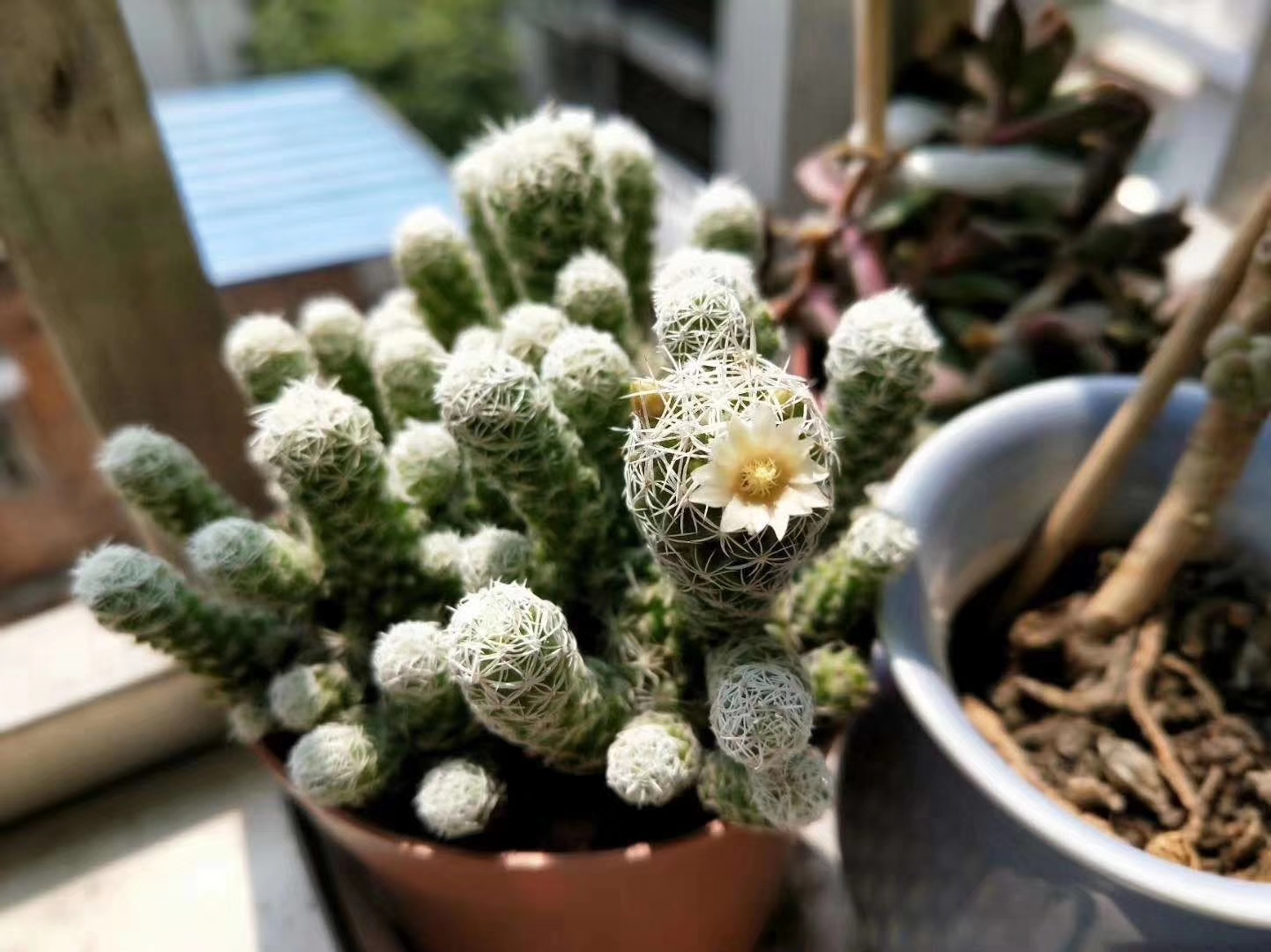 💚 仙人球🌵今天开花了🌼
