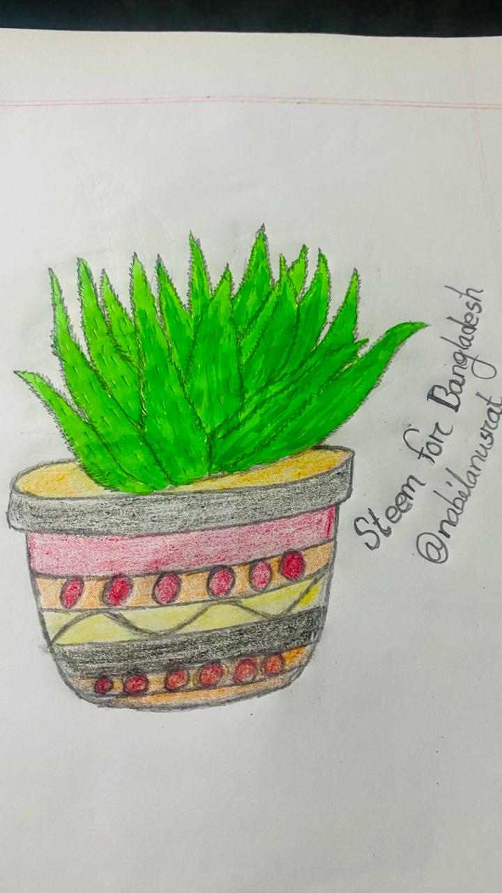 Watercolor I did of my aloe plant Allie : r/succulents