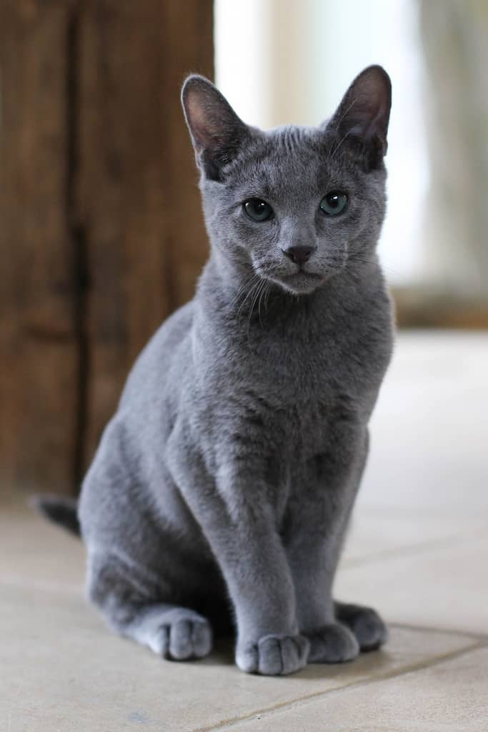 Gato-Azul-Ruso-2.jpg