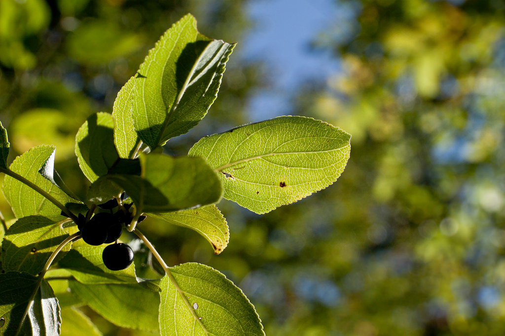 5018364952-dieteroder-klippen (FILEminimizer).jpg