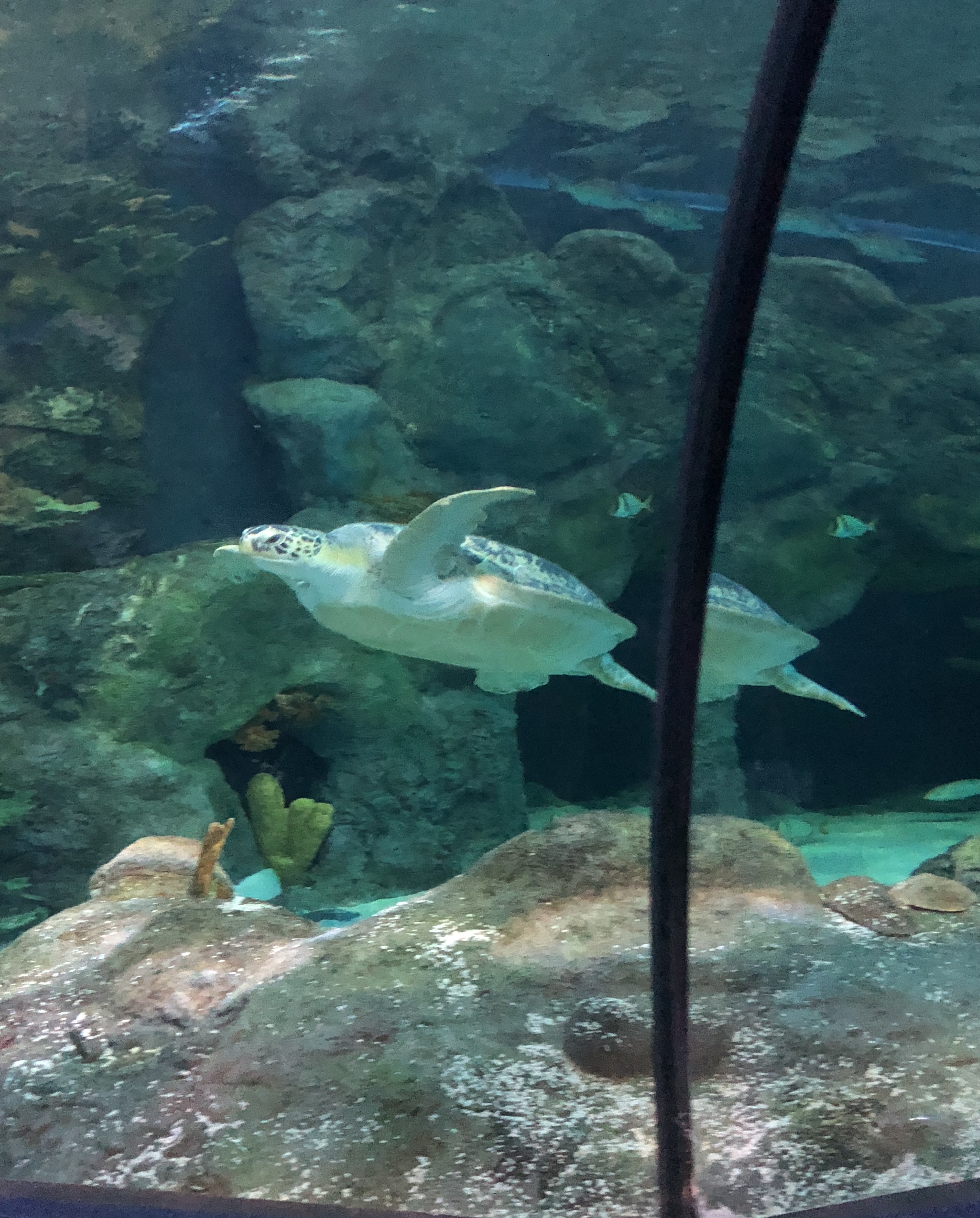 Seaworld Recent Steem