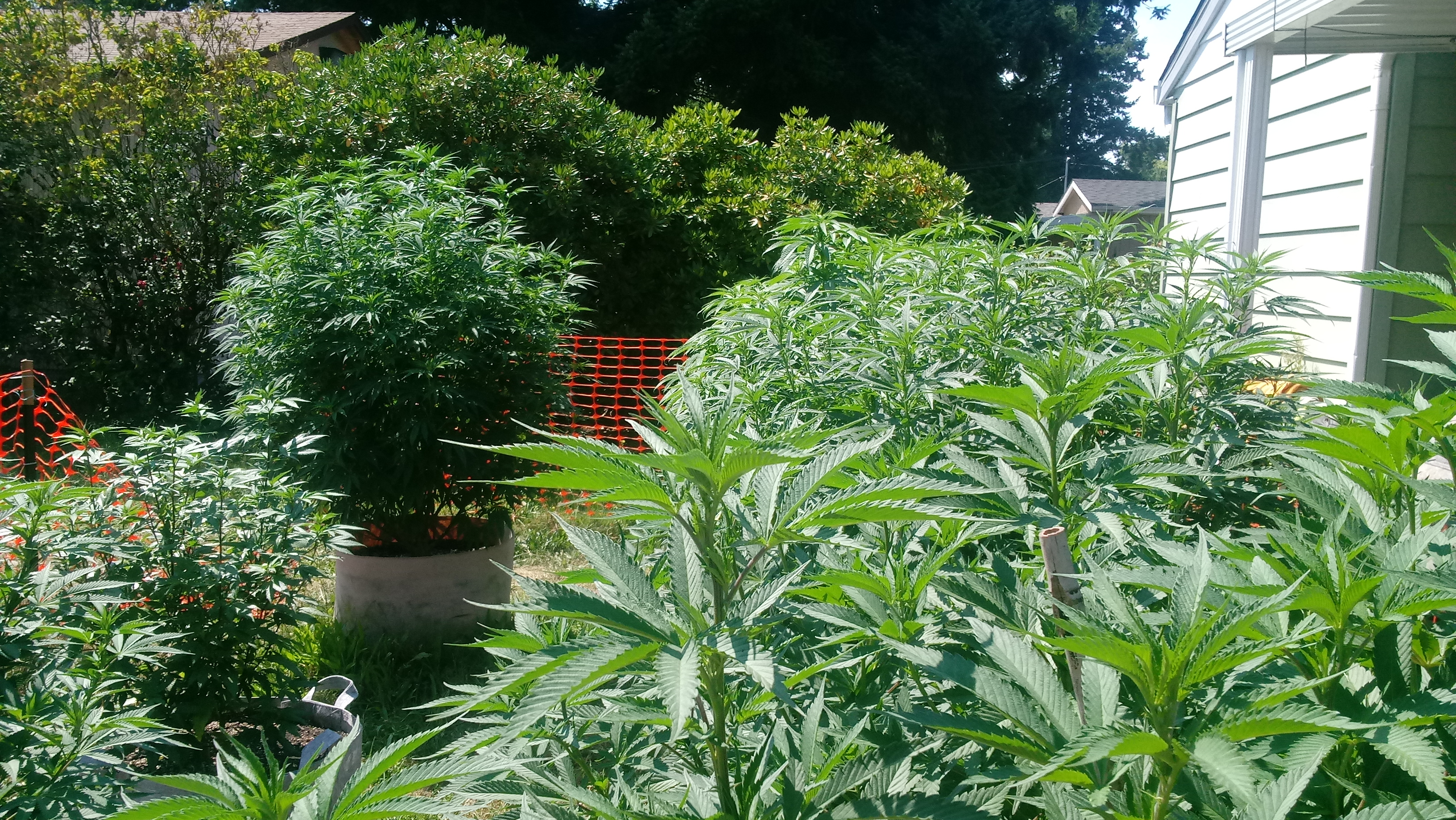Backyard Cannabis Farming 2019 Episode 10 Organic Pest Control