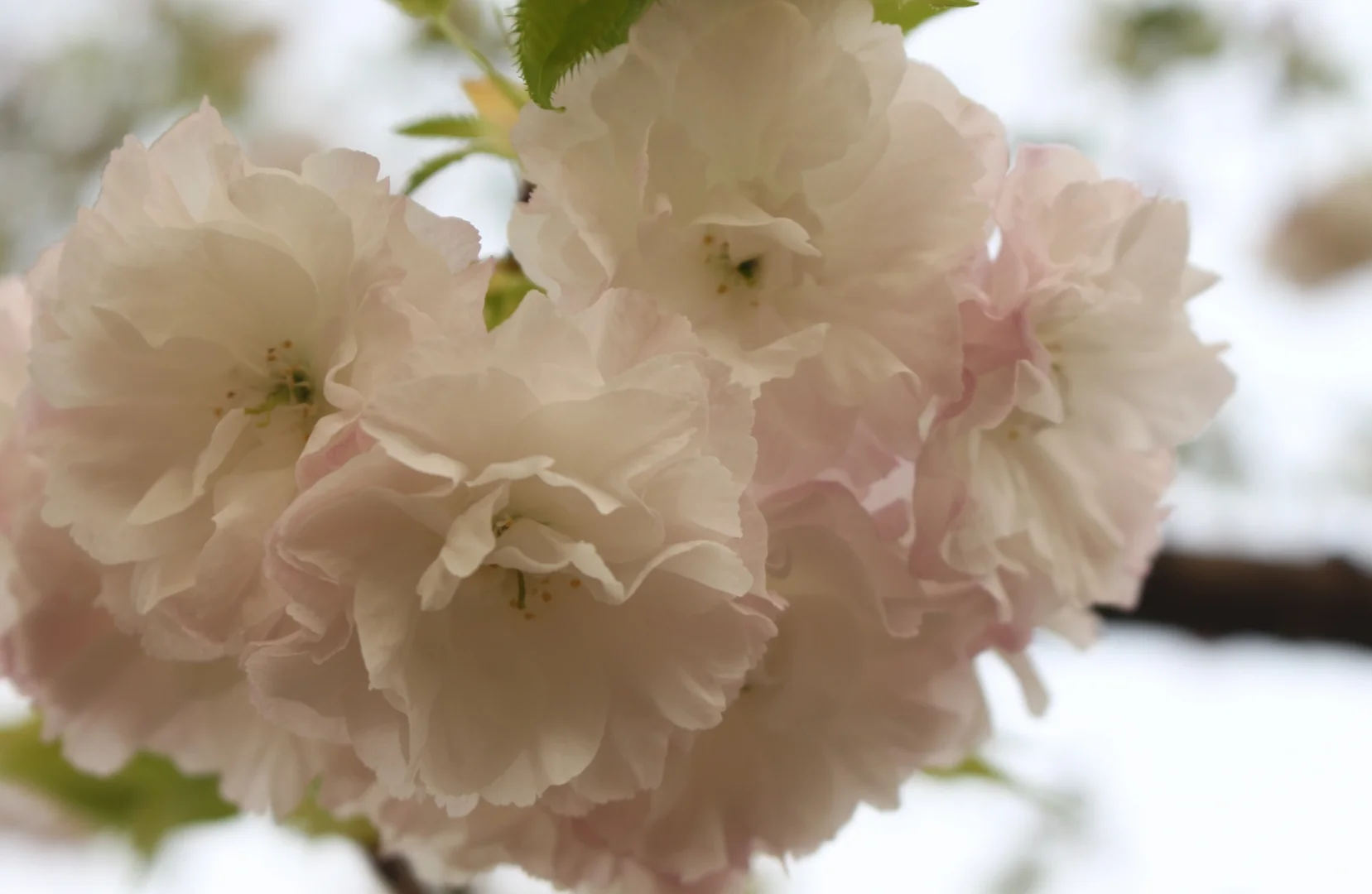 235.webp