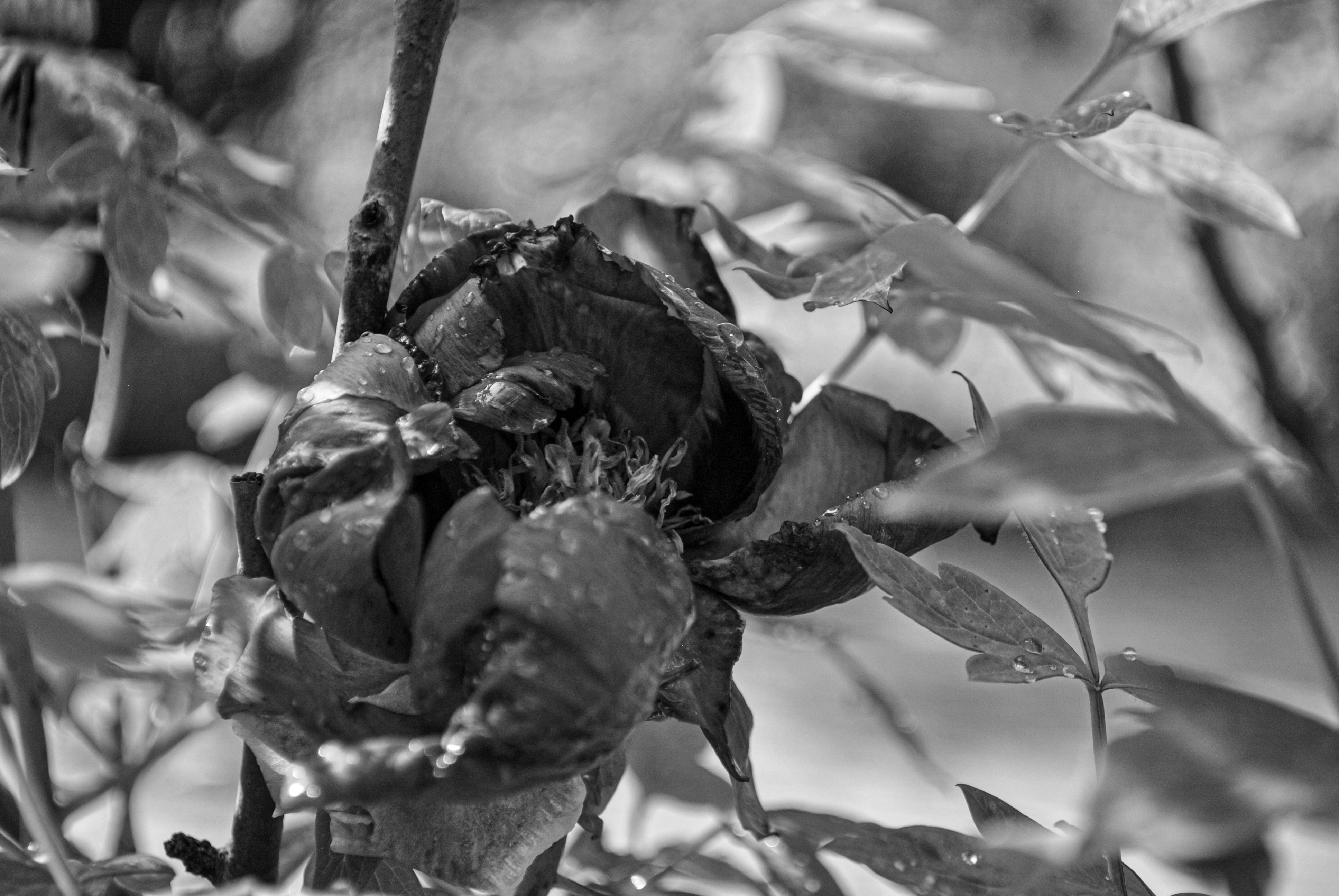 DSC_0906_1.JPG