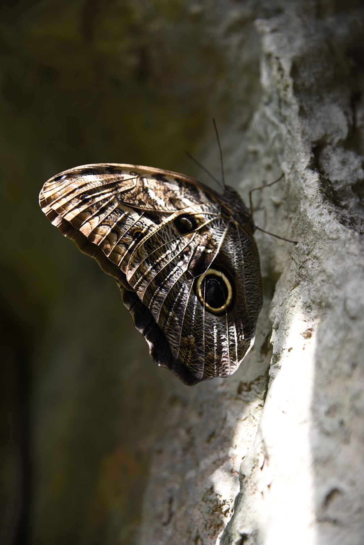 butterfly-3.JPG