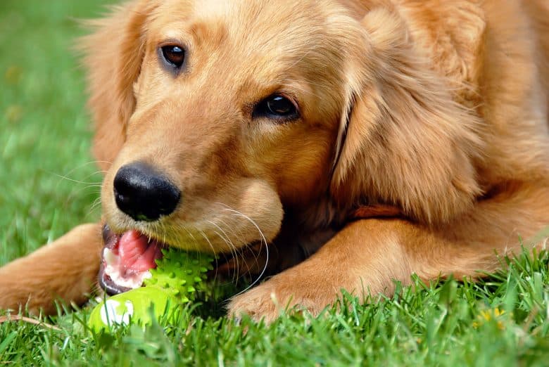 golden-retriever-dog-780x522.jpg
