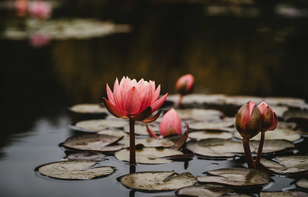 好人未必有好报，一把粮食惹出的祸事