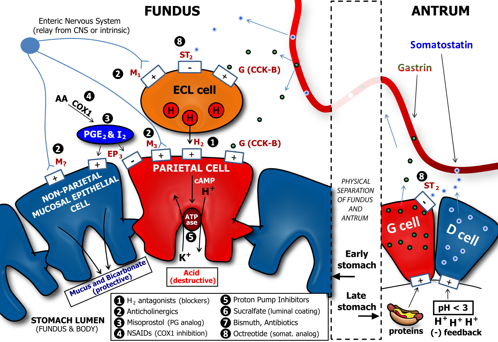Determinants_of_Gastric_Acid_Secretion.svg.png