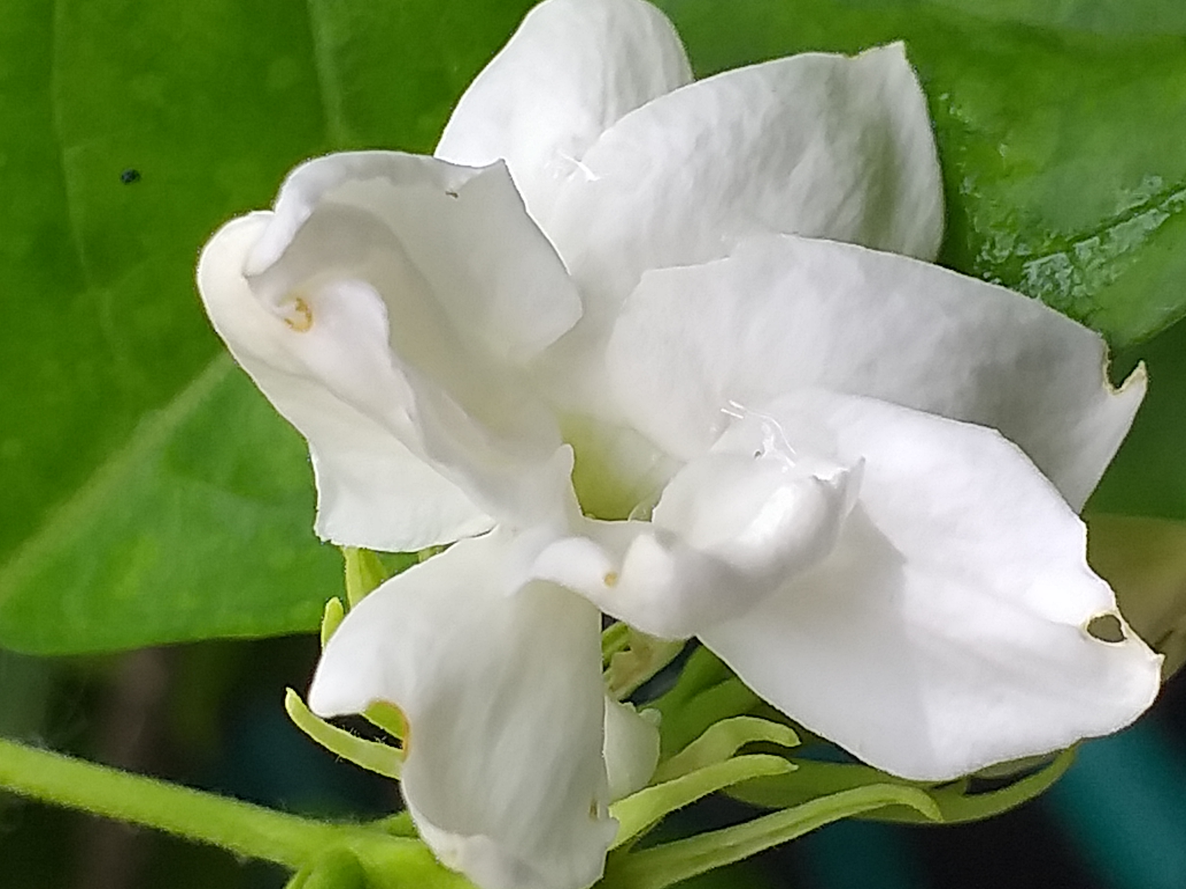 my garden500.jpg