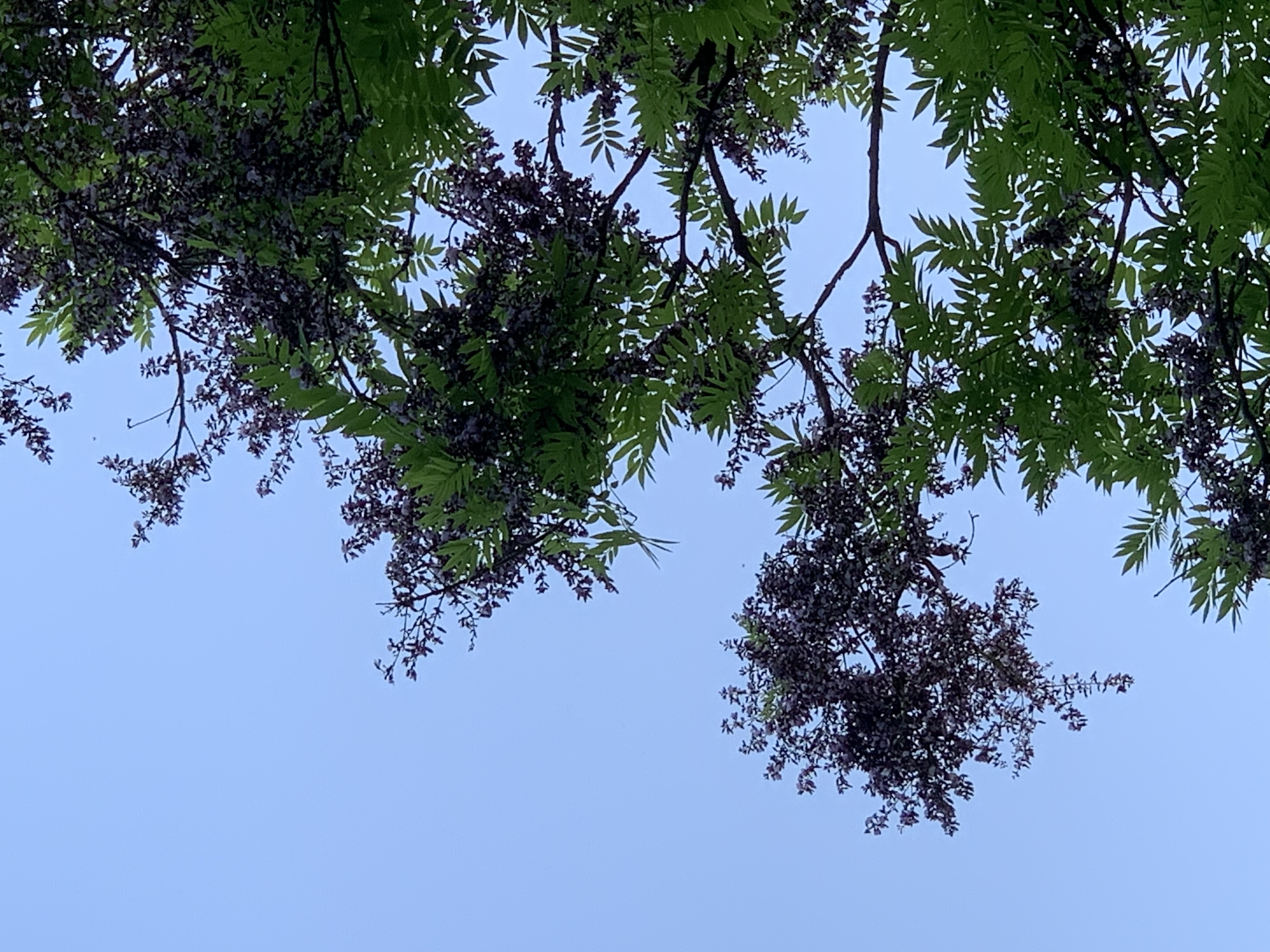 nature708.jpg