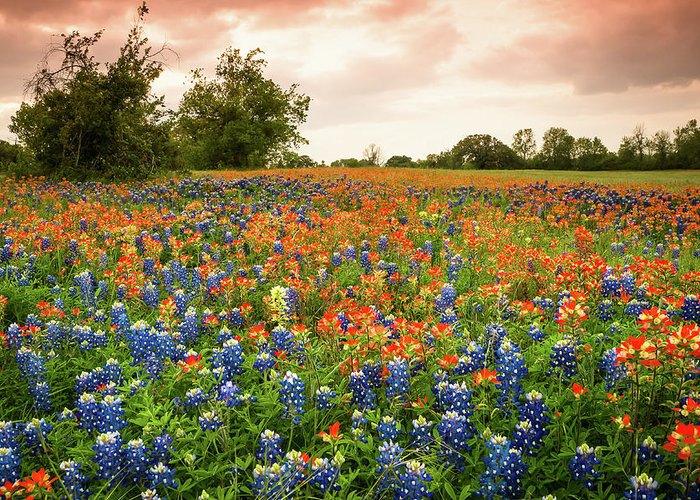 Wildflowers.jpg
