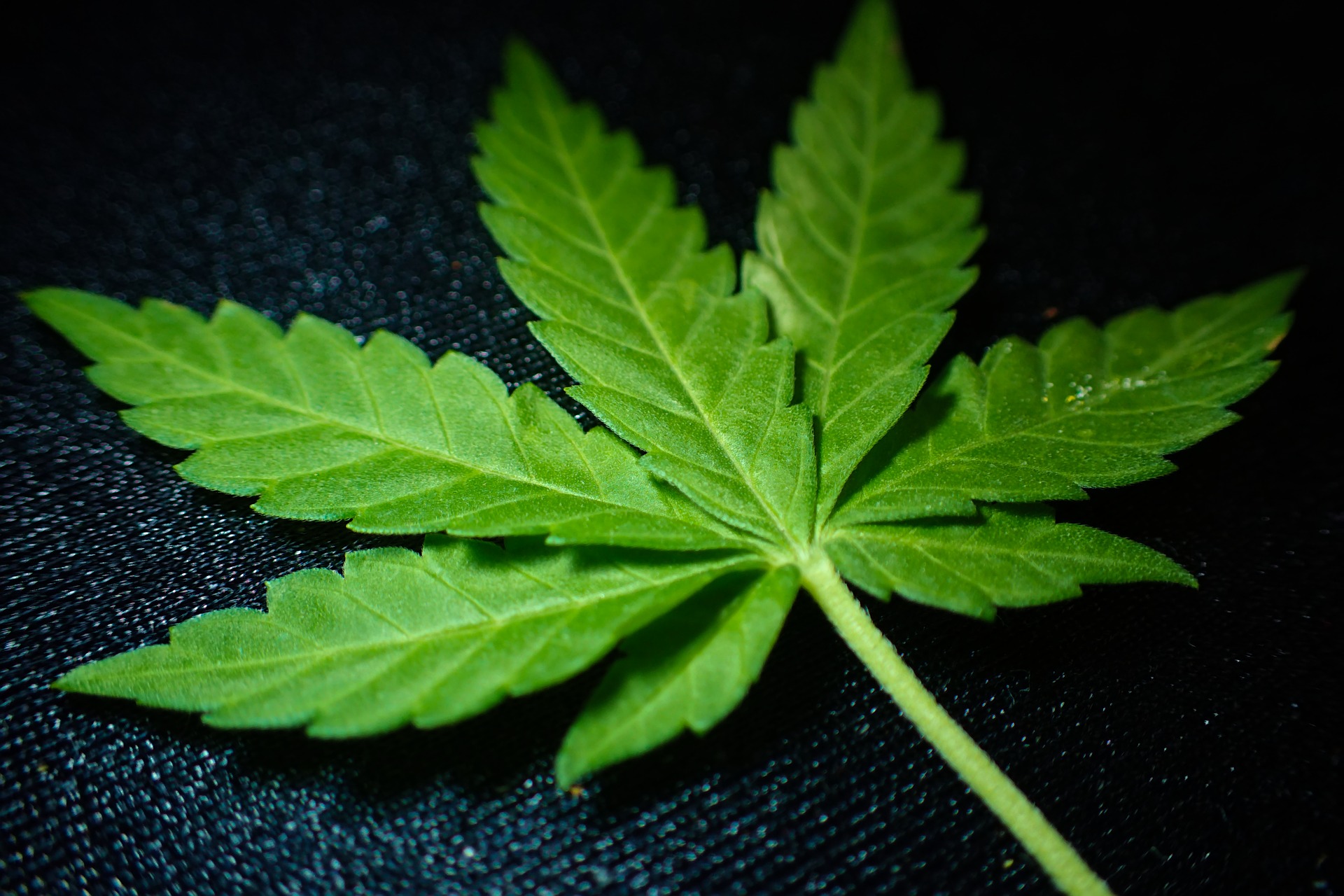 Фотографии листьев конопли рисунок марихуана