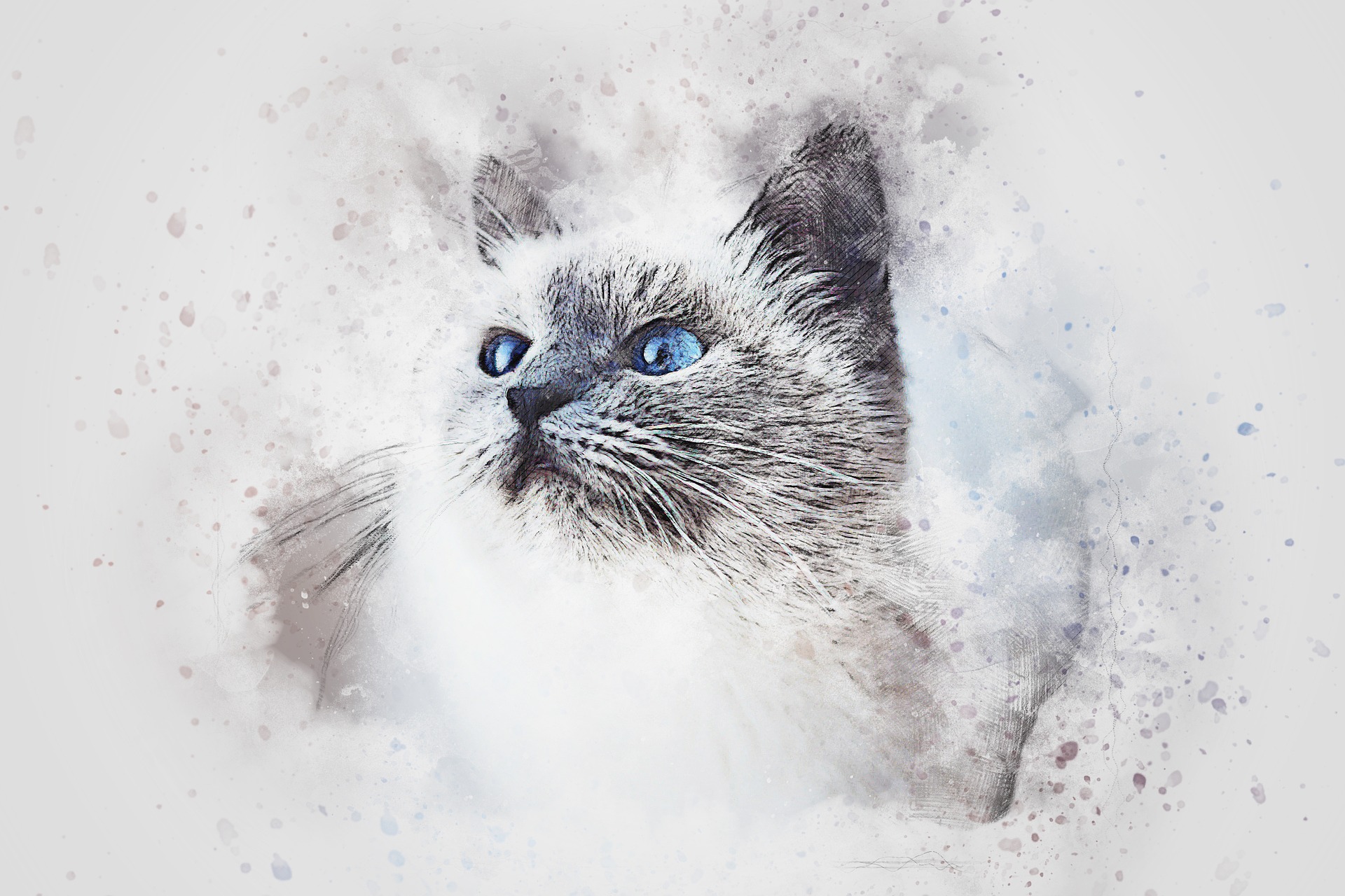 cat-2578806_1920 (1).jpg