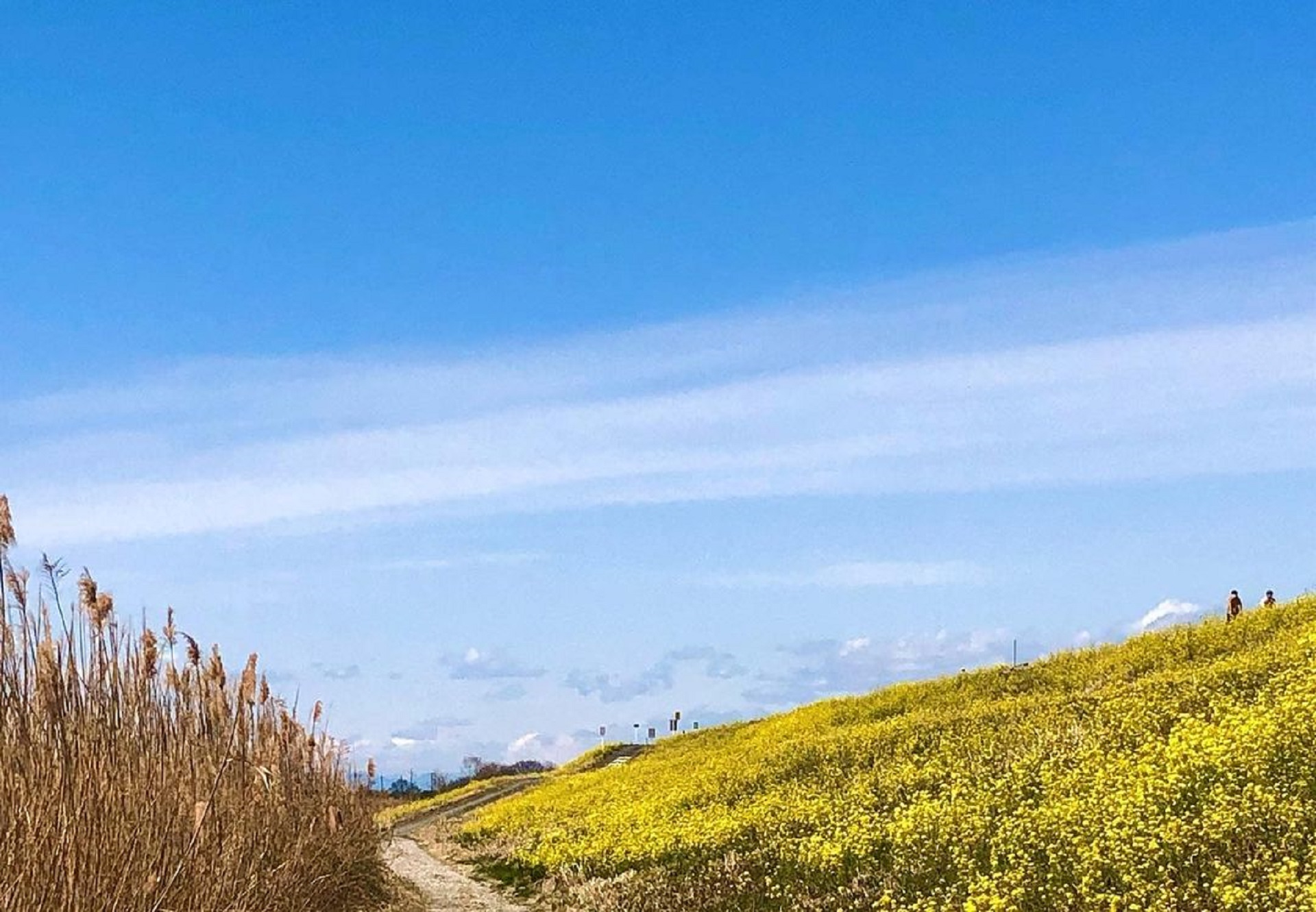 Yellow Field (2).jpg