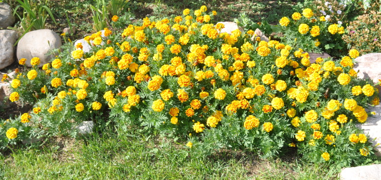 marigolds.jpg