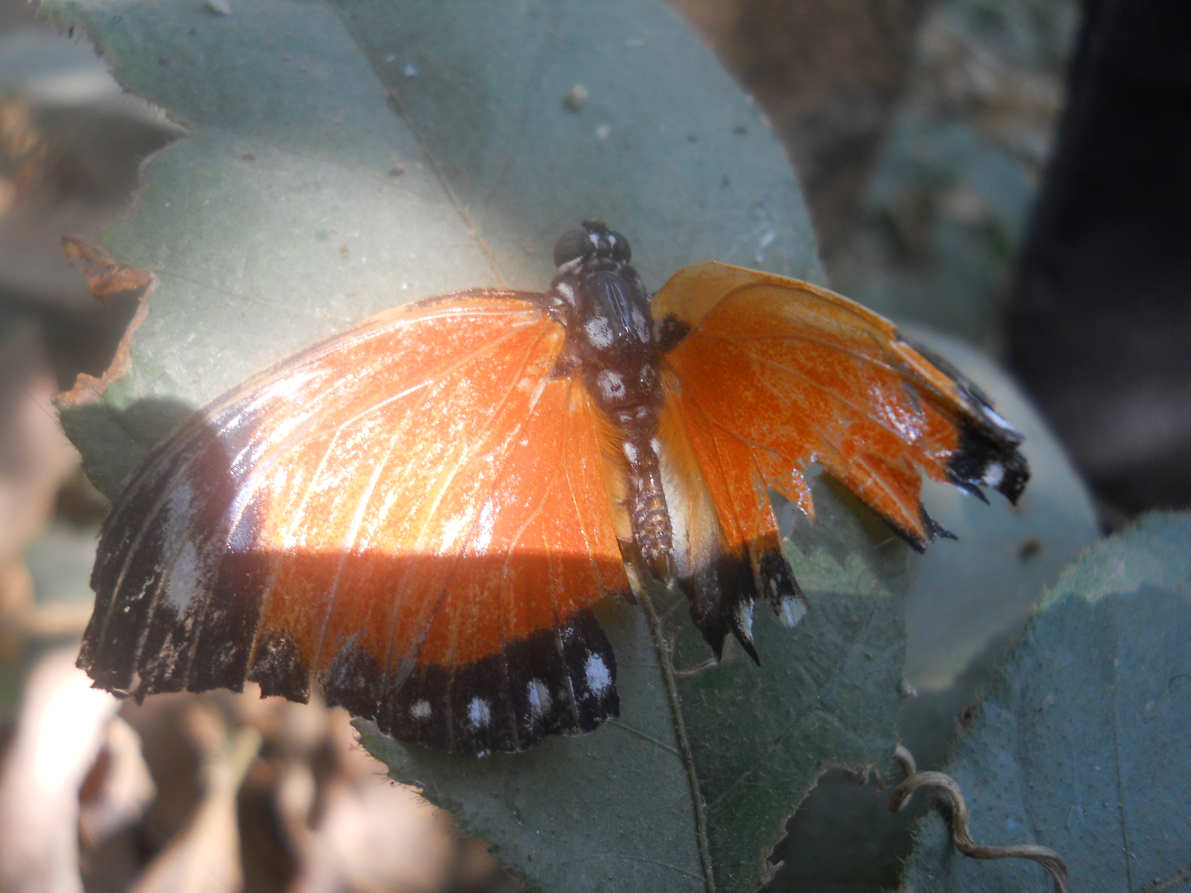 DSCN5334.JPG