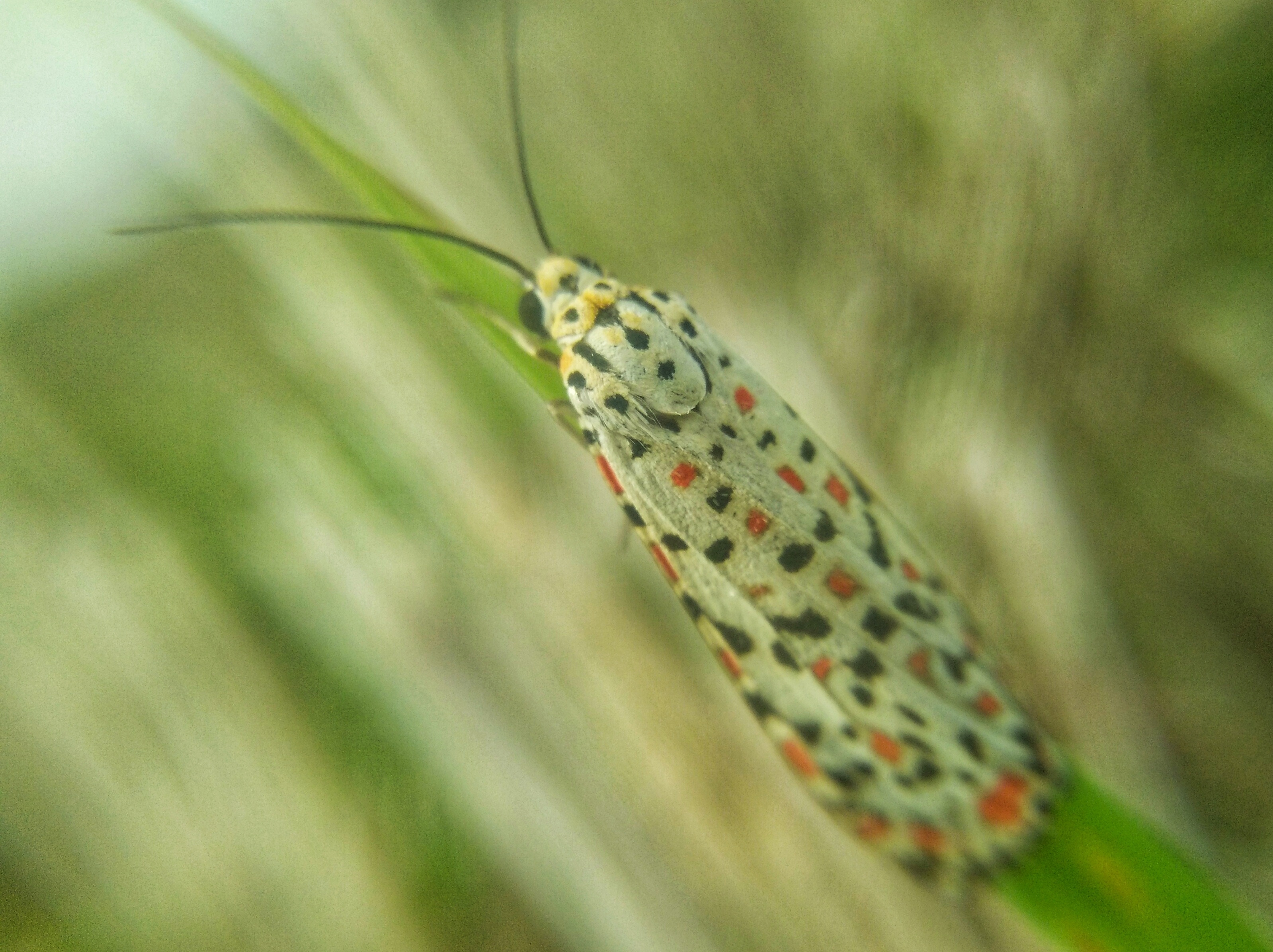 Beauty Butterfly2-01.jpeg