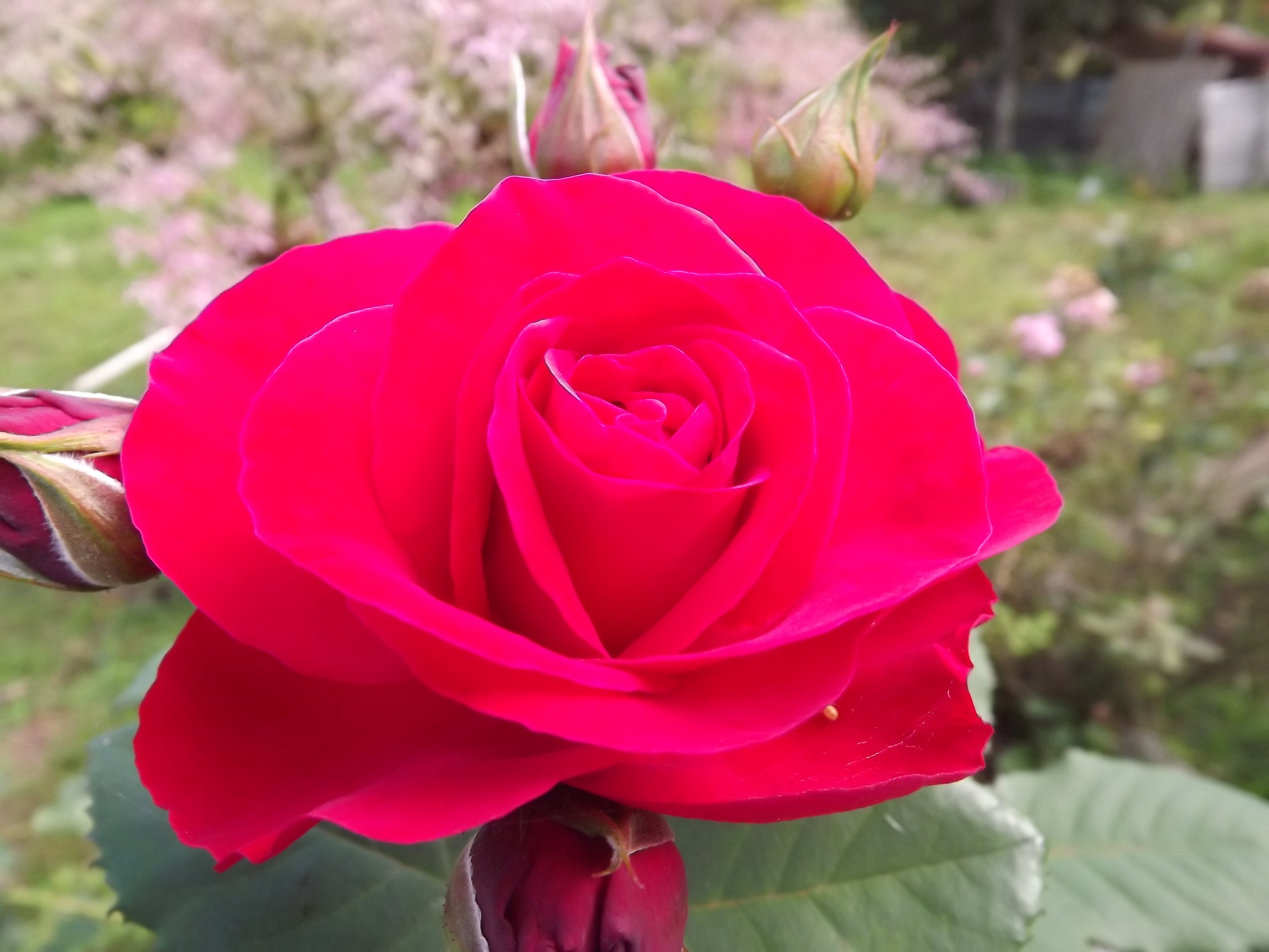 DSCF8687.JPG