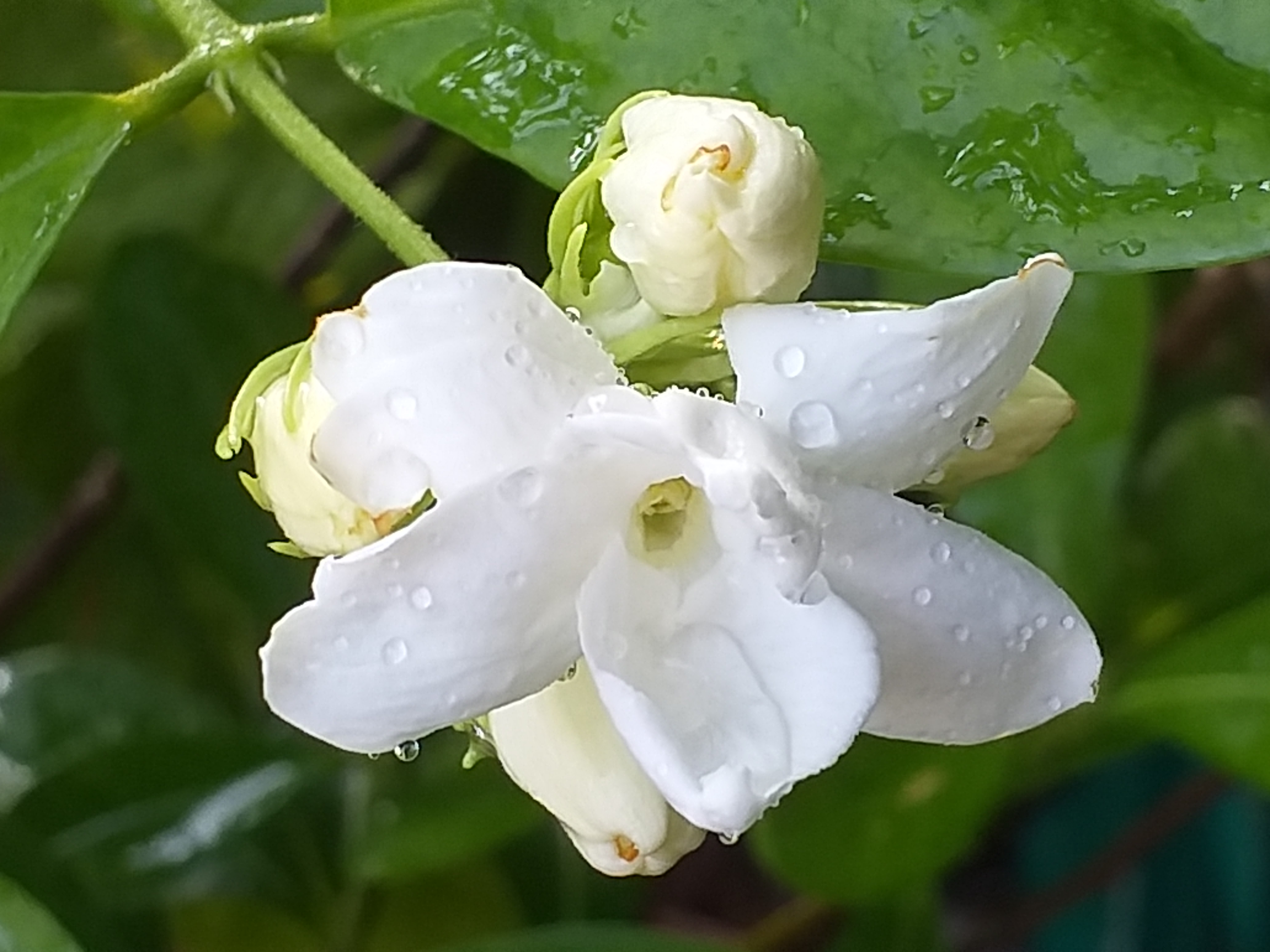 my garden400.jpg