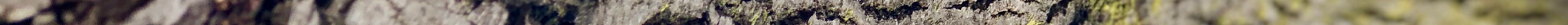 IMG_1564.jpeg