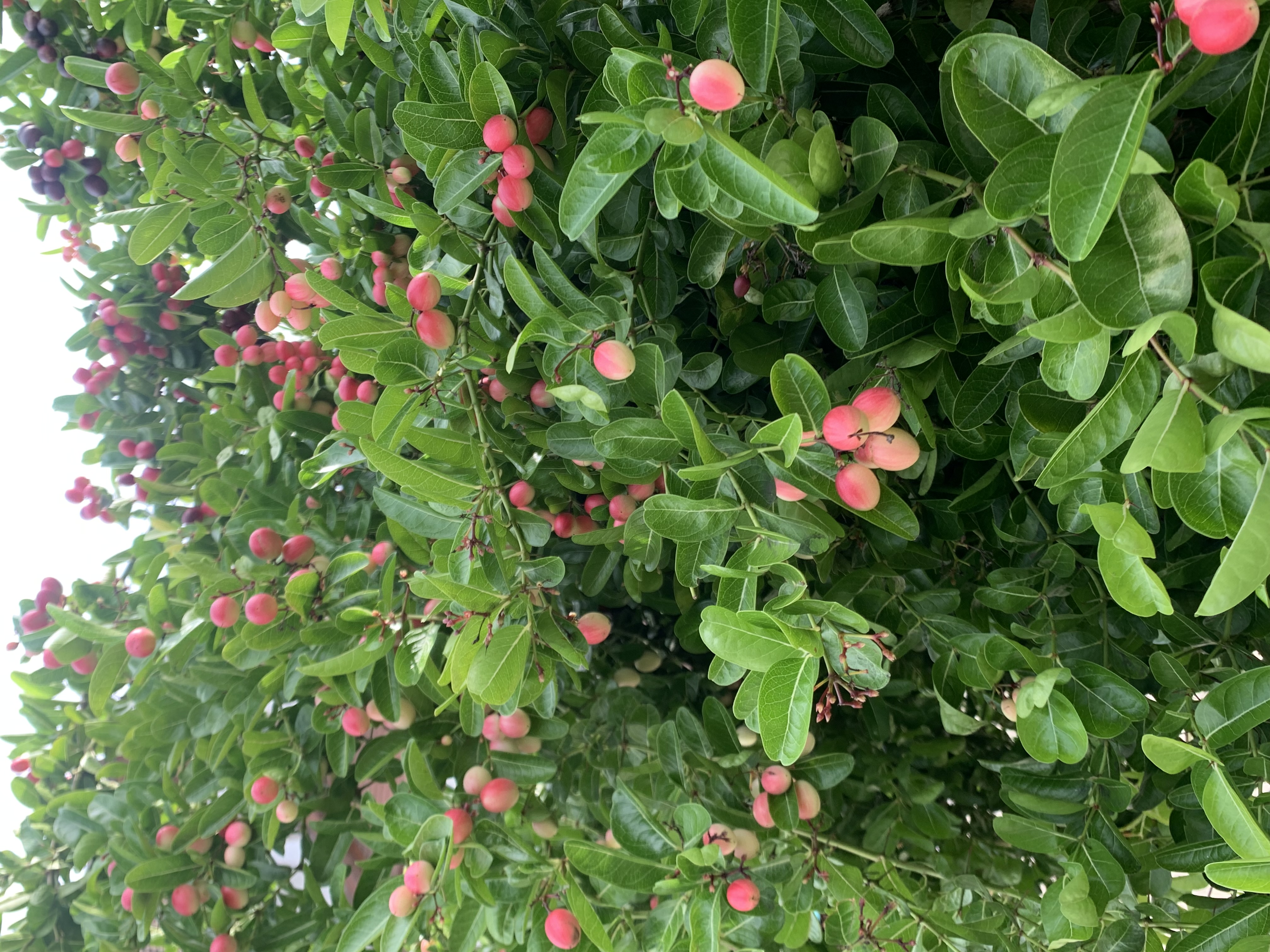 Awesome plant4.jpg