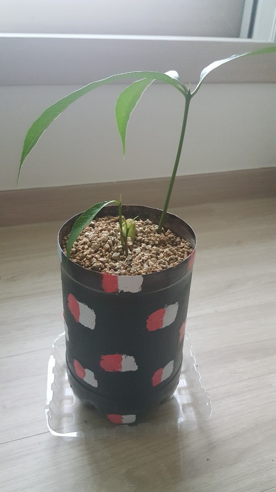 무럭무럭망고4줄기.jpg