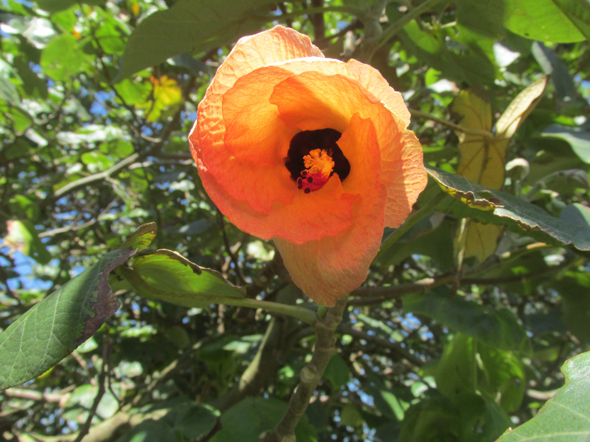 4676-Orange.JPG