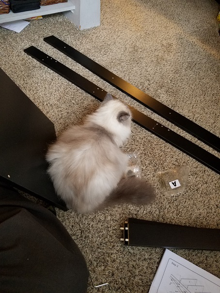 cat help 1 - (peg).jpg