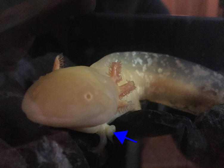 Axolotl mit Pfeil.svg.png