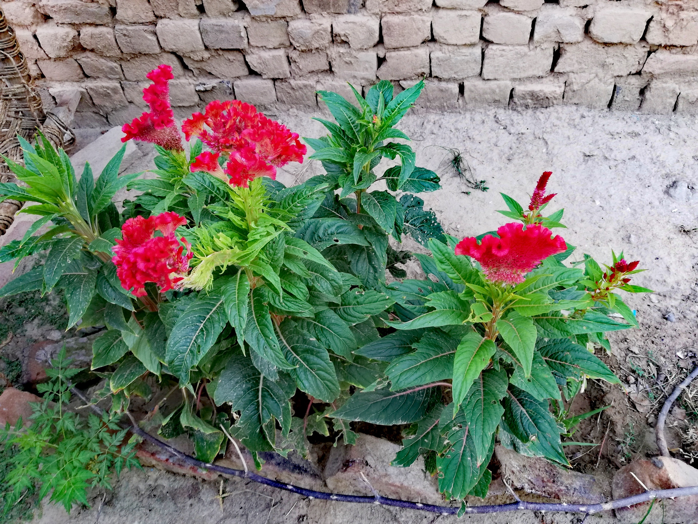 IMG_20191004_172509.jpg
