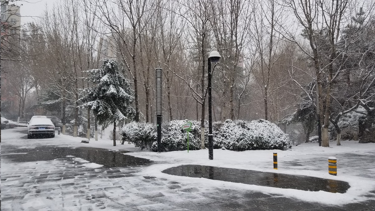 又一场春雪 / Snow in spring