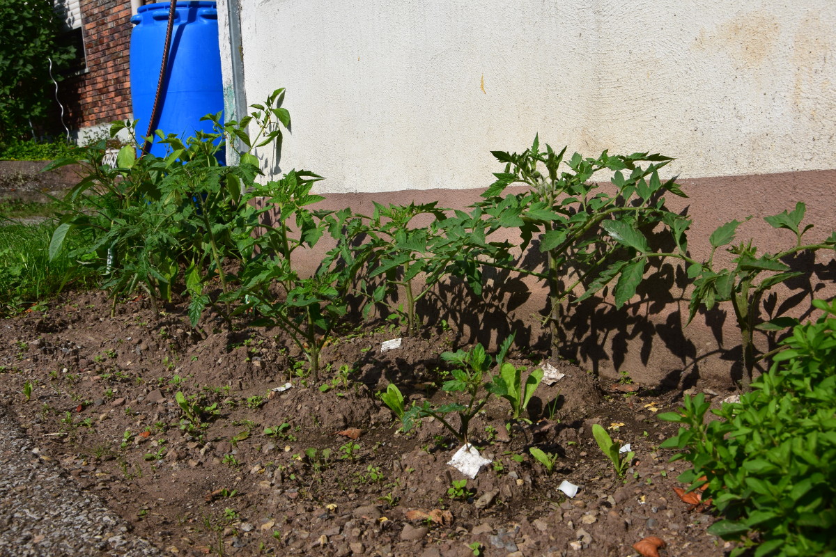 DSC_0014_1200.JPG