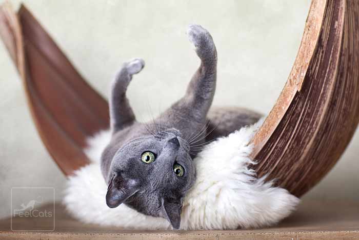 russian-blue-cat.jpg