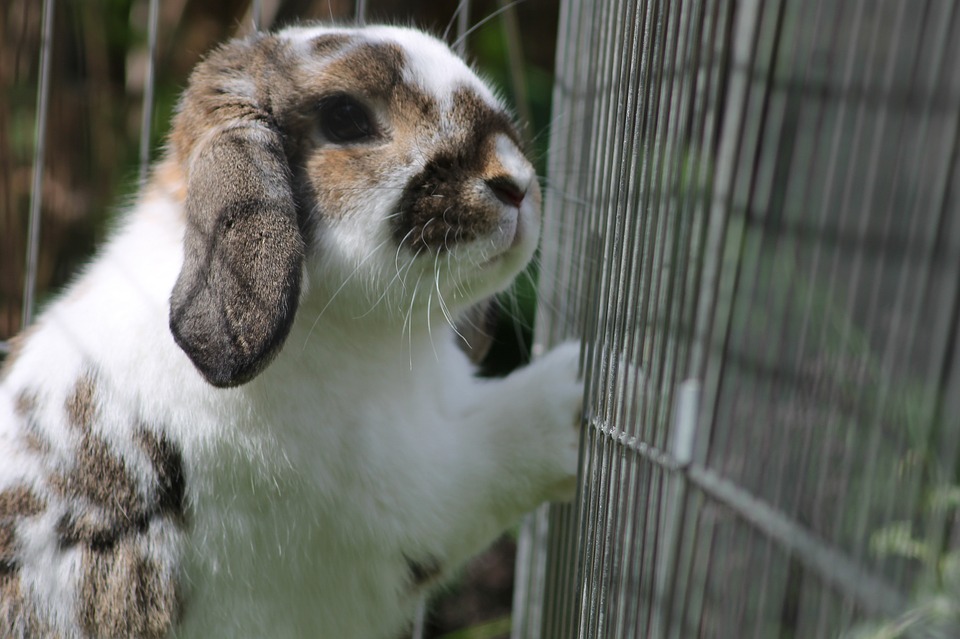 rabbit-1746267_960_720.jpg