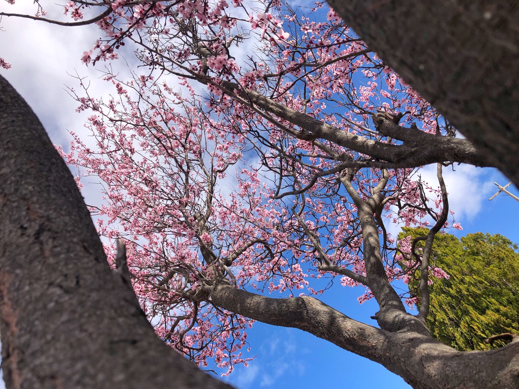 Cherry Blossom