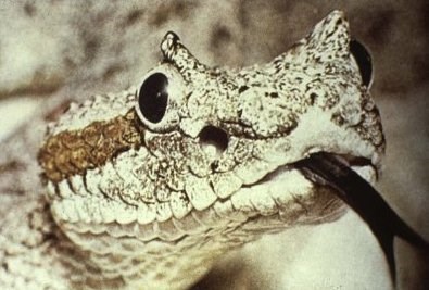 sidewinder_closeup_1.jpeg