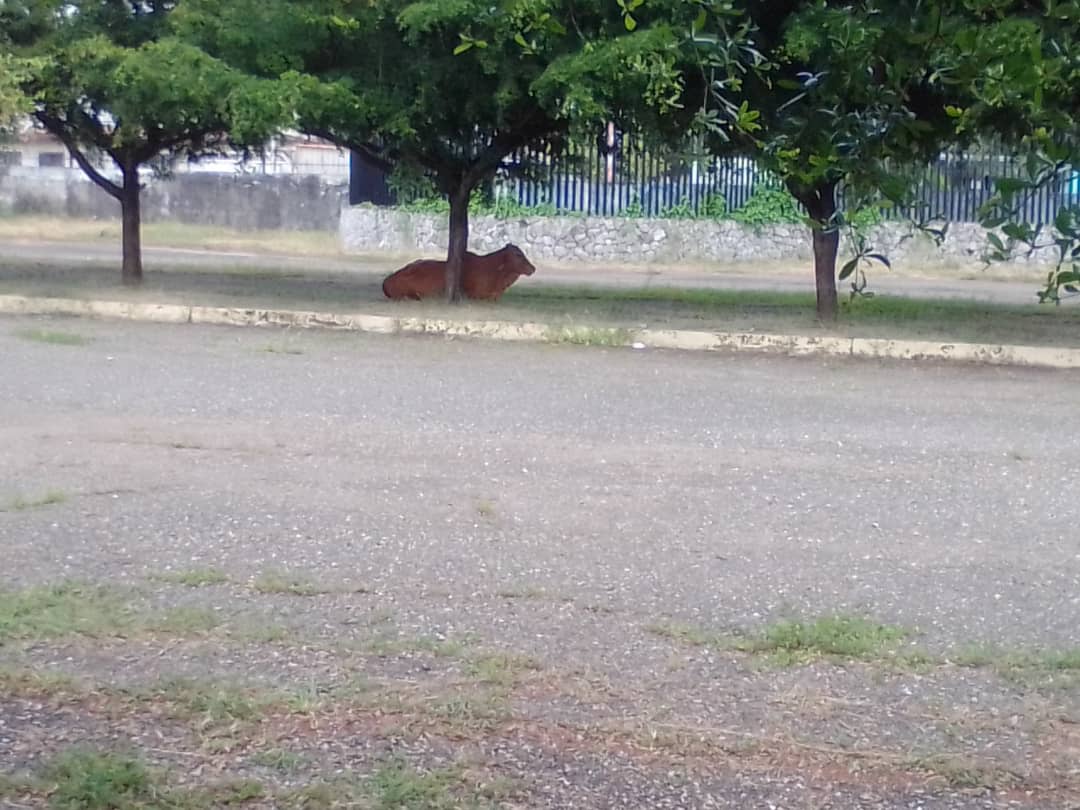 WhatsApp Image 2021-09-03 at 7.41.41 PM.jpeg